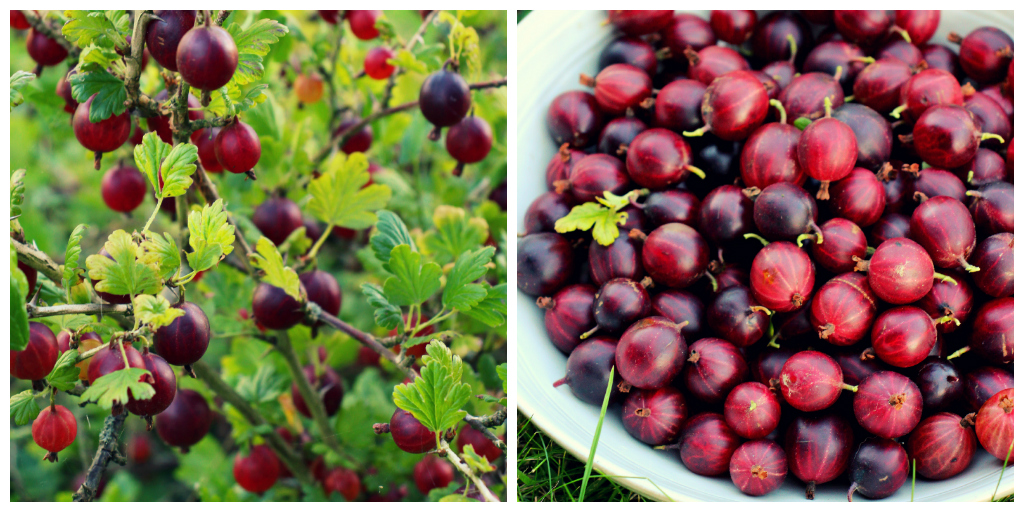 Hinnonmaki Gooseberry Jam - The Vegan Eskimo